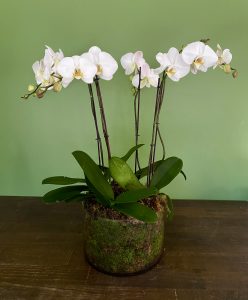Luxe Potted Orchids